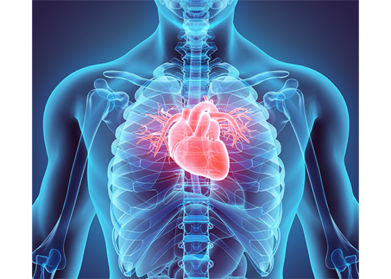 9-interesting-facts-about-the-human-heart-you-might-not-have-known