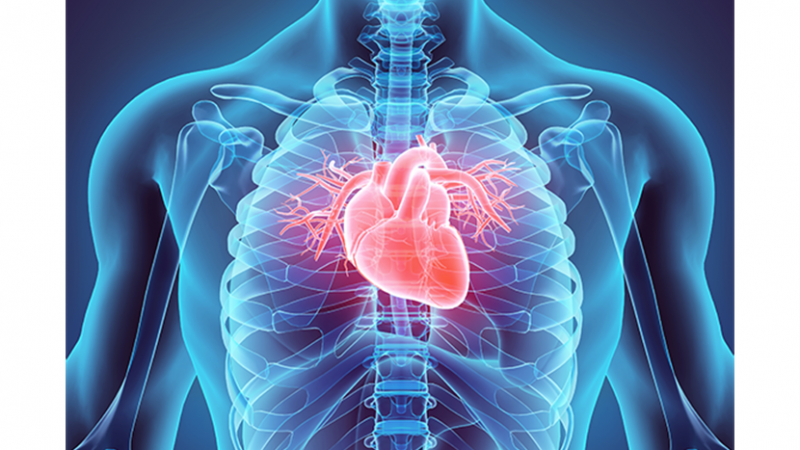 9 Interesting Facts About the Human Heart You Might Not Have Known