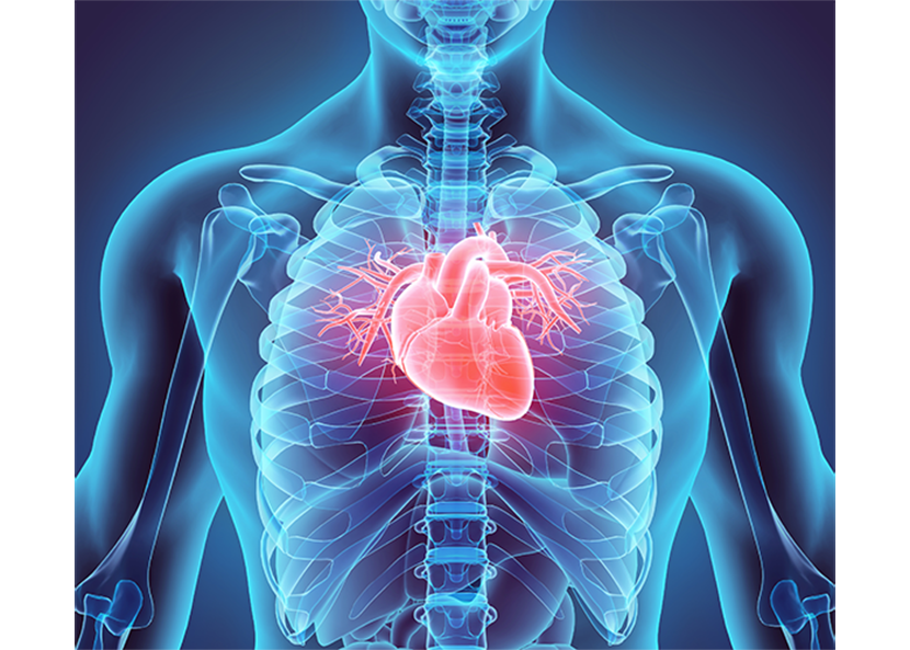 9 Interesting Facts About the Human Heart You Might Not Have Known