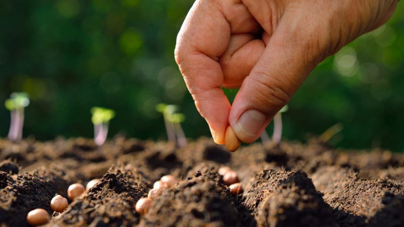 [5 Summer Gardening Tips to Keep Your Garden Growing Strong]