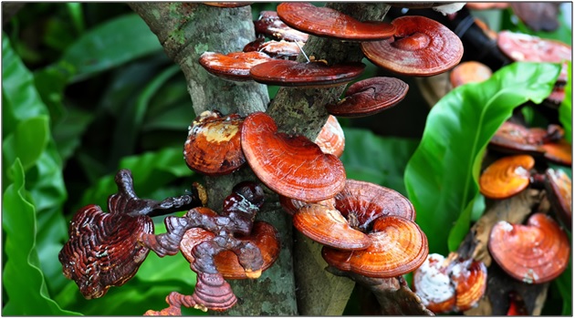 Benefits & Properties of Reishi Mushroom Powder – Read and Know